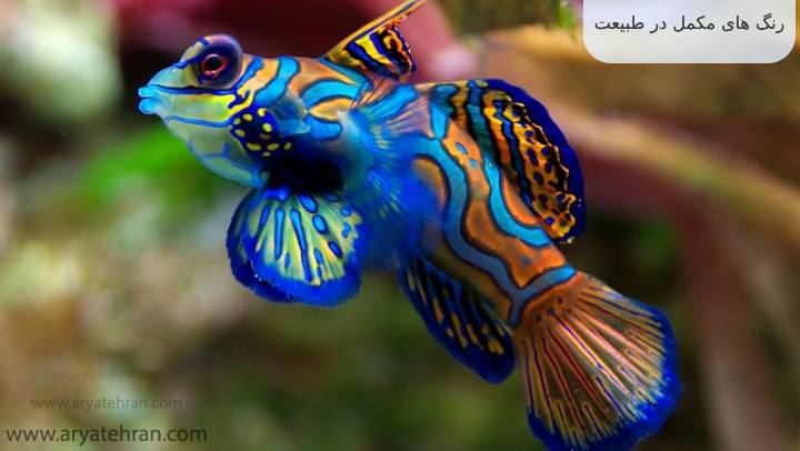 رنگ های مکمل در طبیعت