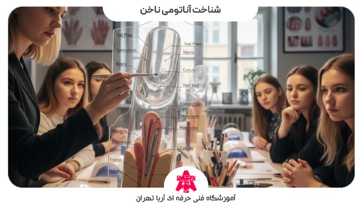 شناخت آناتومی کاشت ناخن